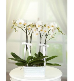 2 ADET 2'Lİ BEYAZ ORKİDE